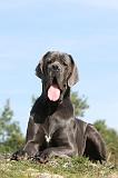 DOGUE ALLEMAND 017